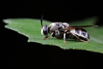 Diptera insects in nature