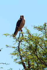 Faucon lanier,.Falco biarmicus, Lanner Falcon