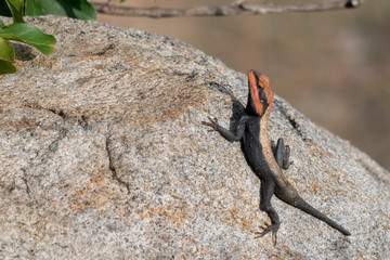 Orange and red head lizard taking the sun on a rock, next to a green bush on top of a mountain Arunachalahill in Tiruvannamalai in India 2019