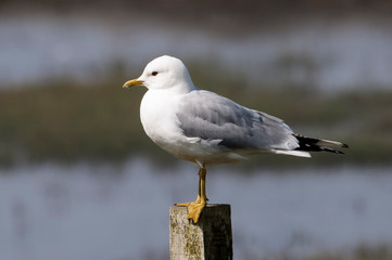 Fototapeta premium Mouette tridactyle,.Rissa tridactyla, Black legged Kittiwake