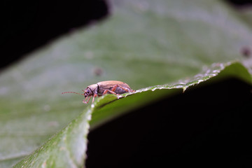 Beetles are in the natural environment