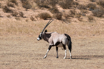 oryx gazelle, gemsbok, Oryx gazella, Parc national Kalahari, Afrique du Sud