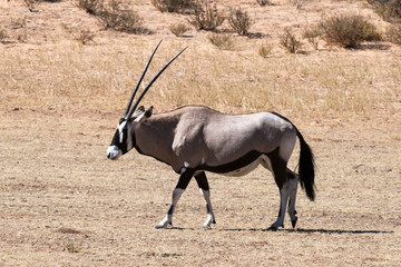 oryx gazelle, gemsbok, Oryx gazella, Parc national Kalahari, Afrique du Sud
