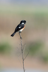 Tarier pâtre, Traquet pâtre, Saxicola rubicola,  European Stonechat