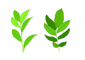 Obraz premium Green Leaves fresh abstract isolated on white background illustration vector