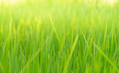 Fototapeta na wymiar Blur picture of green rice leaf in paddy farm