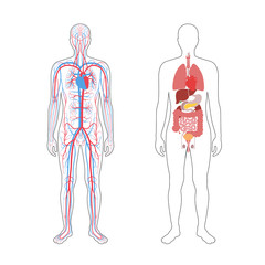 internal organs and circulatory system