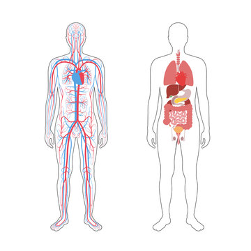 internal organs and circulatory system