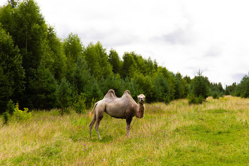 Camel walking on the green lawn 