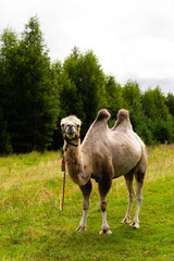 Camel walking on the green lawn 