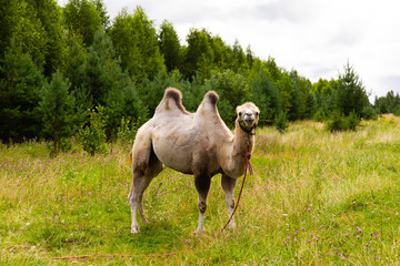 Camel walking on the green lawn 
