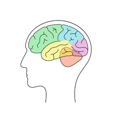 Vector illustration of human brain anatomy 