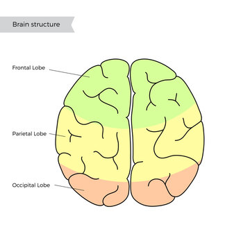Vector illustration of human brain anatomy 