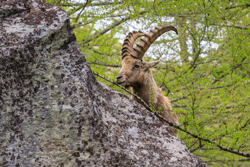 stambecco nel parco nazionale del Gran Paradiso
