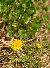 dandelion flower, One holiday afternoon