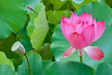 lotus flowers after rain, Gungnamji Lotus Festival