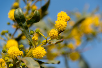 Blooming mimosa tree or acacia bunch over blue sky. Mimosa spring flowers easter background.
