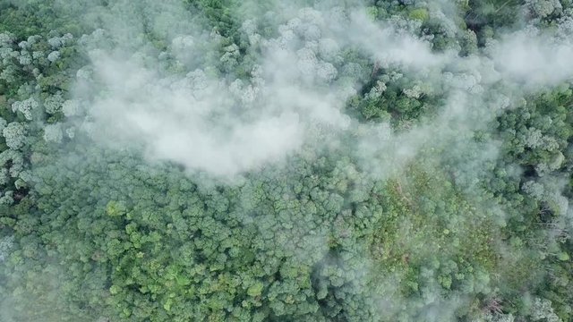 Aerial view looking down tropical rainforest over foggy cloud at Bukit Bendera (Penang Hill)