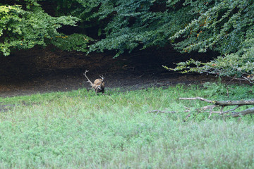 Deer lies in the mud at the edge of the forest during rut