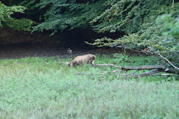 Deer lies in the mud at the edge of the forest during rut
