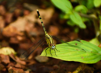 Anisoptera , also known as the Dragonfly 