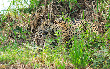 Good full bodied view of a Wild Jaguar walking through the thick bush on the edge of the Pantanal - brazil