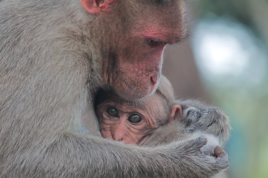 baby and mother bonnet macaque (macaca radiata) in bandipur national park ,karnataka in india