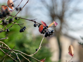 autumn picture with beautiful colored leaves, blurred background