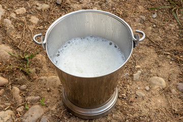 Fresh Cow Milk in Steel Bucket