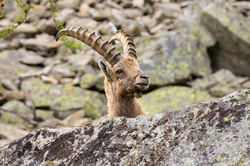 stambecco nel parco nazionale del Gran Paradiso