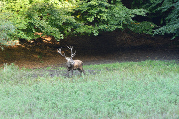 Deer comes out of the forest on a mud in time rut