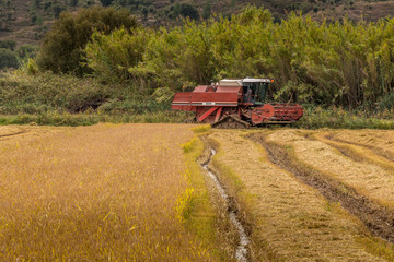 Fototapeta na wymiar Rice Fields farming and harvesting in Ulme, Chamusca - Portugal