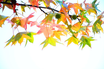 autumn leaves on white background