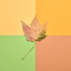 Autumn Fashion Flat lay, Maple Leaf. Fall creative