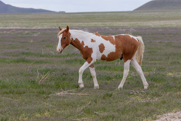 Naklejka na ściany i meble Beautiful wild Horse in Spring in the Utah desert