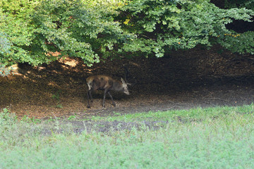 Deer comes out of the forest on a mud in time rut