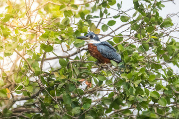 Ringed Kingfisher perched, banks of the Cuiaba river, Pantanal, Brazil