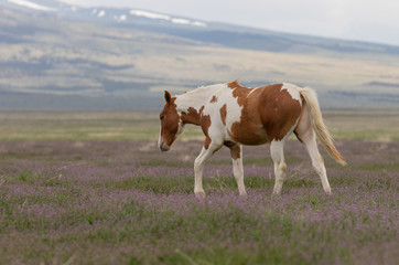 Naklejka na ściany i meble Beautiful wild Horse in Spring in the Utah desert