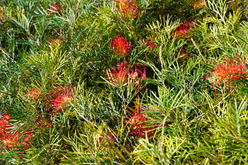 Long orange brush flowers of grevillea (spider flower, silky oak, toothbrush plant) on a shrub in Australia