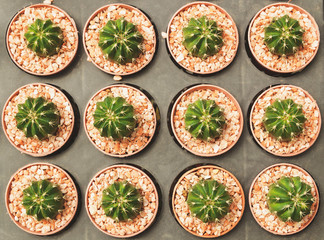 closeup of cactus in pot, grusonii setispinus.