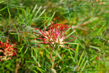 Long orange brush flowers of grevillea (spider flower, silky oak, toothbrush plant) on a shrub in Australia