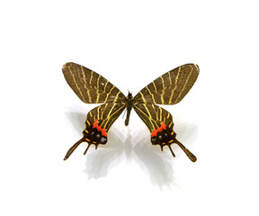 beautiful butterflies in the white background