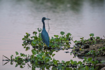 Little Blue Heron,egretta caerulea,Pantanal, Brazil