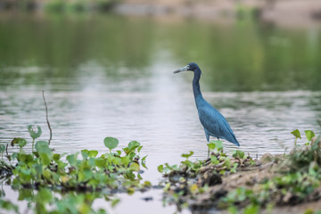 Little Blue Heron,egretta caerulea,Pantanal, Brazil