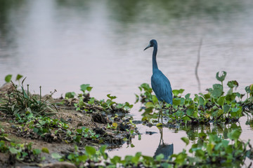 Little Blue Heron,egretta caerulea,Pantanal, Brazil
