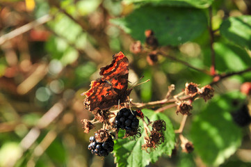 Close Up of Comma Butterfly