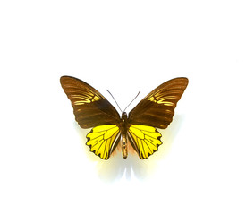 Fototapeta na wymiar beautiful butterflies in the white background