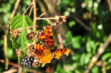 Close Up of Comma Butterfly