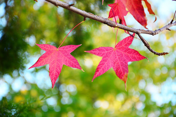 red autumn leaves on tree