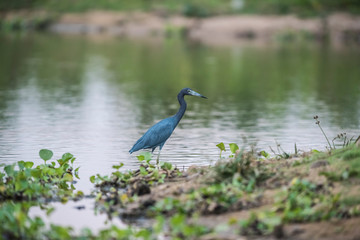 Little Blue Heron,egretta caerulea,Pantanal, Brazil